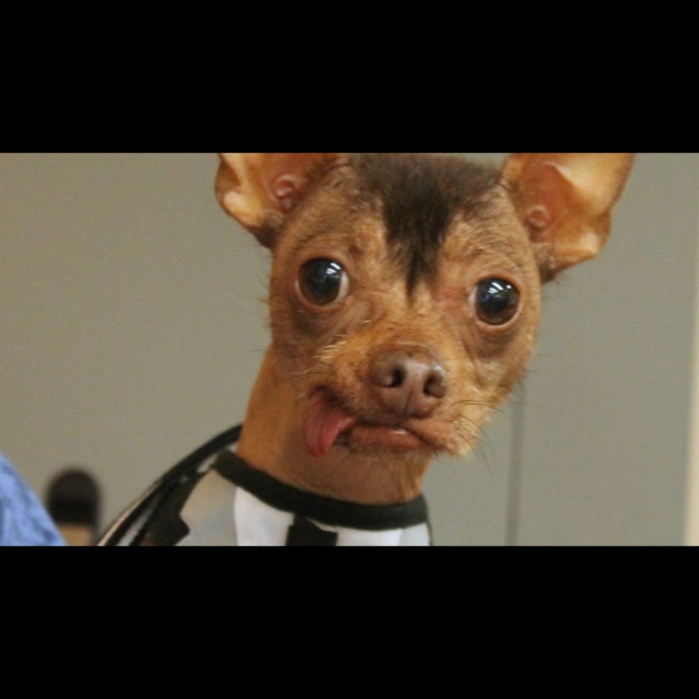 Meet your Posher, Rudy